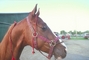 American saddlebred picture