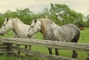 Percherons picture