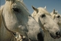 Camargue horse picture