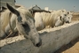 Camargue horse picture