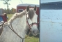 Welsh cob picture