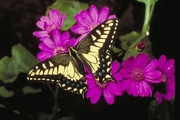 Anise Swallowtail Magnet