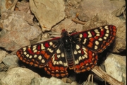 Edith's Checkerspot Magnet