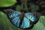 Tropical Metalmark Magnet