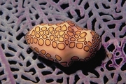 Flamingo tongue Mousepad