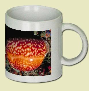 Atlantic deer cowrie Coffee Mug