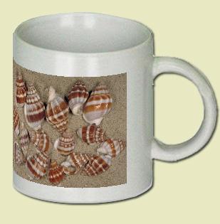 Nassarius stolatus Coffee Mug