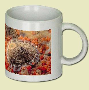 Rough keyhole limpet Coffee Mug