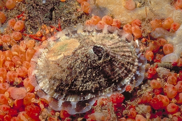 Rough keyhole limpet