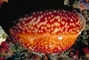 Atlantic deer cowrie picture