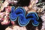 Giant clam picture