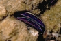 Iridescent clam picture