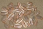 Narrow marginella picture