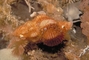 Northern siphon whelk picture