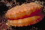 Pacific pink scallop picture