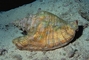 Queen conch picture