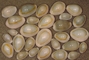 Ring cowrie picture