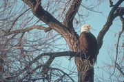 Bald Eagle Poster