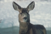 Mule Deer Mousepad