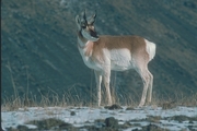 Pronghorn Mousepad