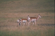 Pronghorn Mousepad