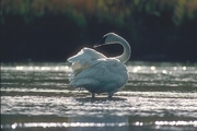 Trumpeter Swan Poster