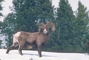 Bighorn Sheep picture