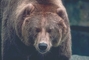 Grizzly Bear picture