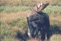 Moose picture