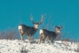 Mule Deer picture