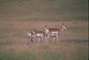 Pronghorn picture