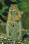 Arctic Ground Squirrel Mousepad