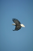 Bald Eagle Mousepad