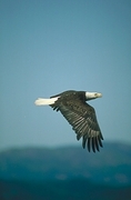 Bald Eagle Poster