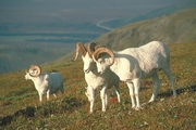 Dall Sheep Mousepad