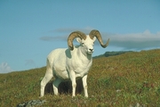 Dall Sheep Mousepad