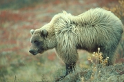 Grizzly Bear Magnet