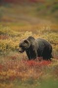 Grizzly Bear Magnet