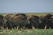 Musk Ox Poster