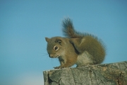 Red Squirrel Mousepad