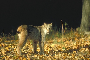 Canada Lynx