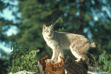 Canada Lynx