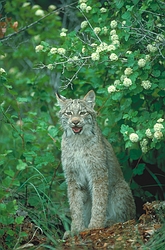 Canada Lynx