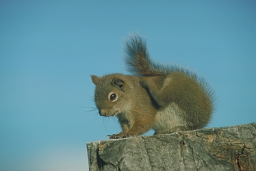 Red Squirrel