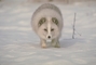 Arctic Fox picture