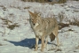 Coyote picture