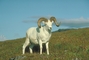 Dall Sheep picture