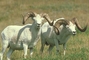 Dall Sheep picture