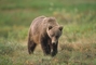 Grizzly Bear picture