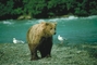 Grizzly Bear picture